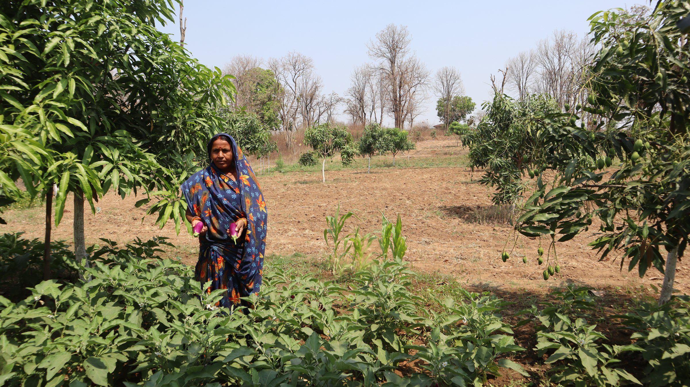 A woman farmer standing in her young mango orchard