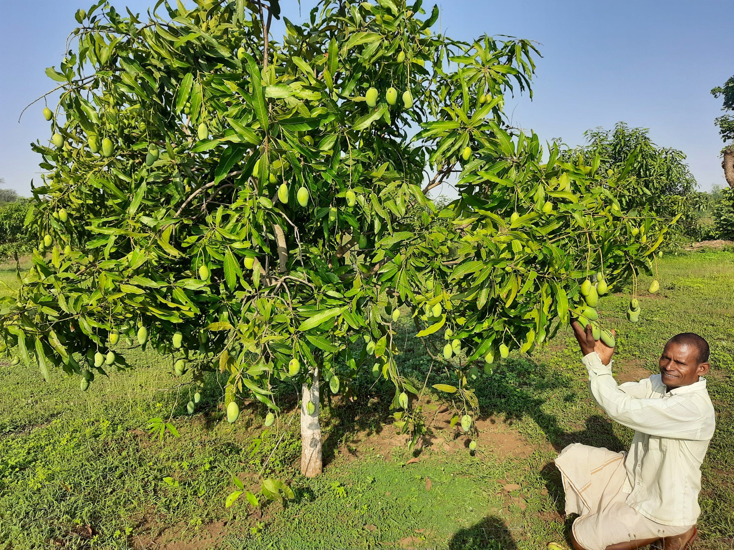 A farmer tending a fruiting mango tree