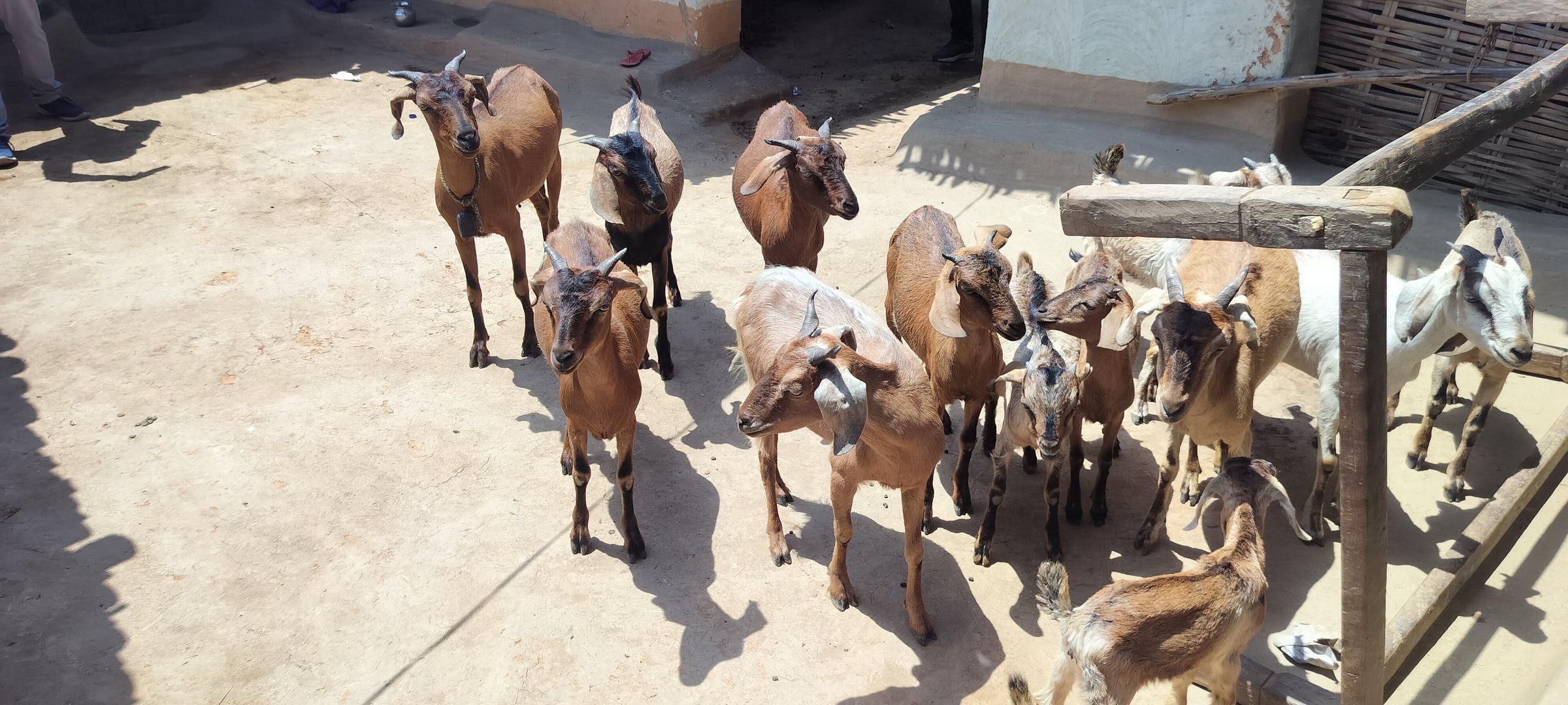 Goats outside a village home