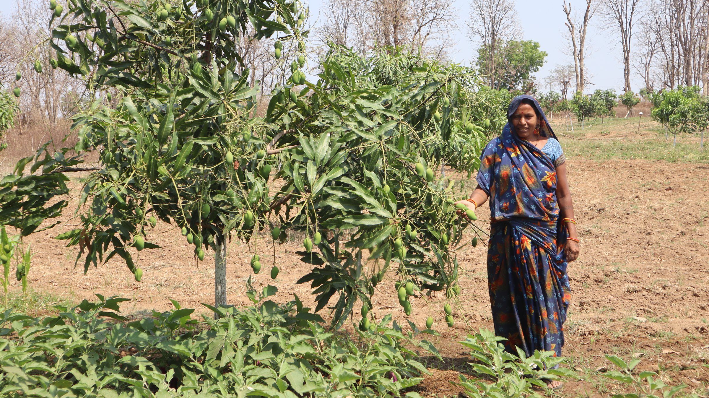 A woman standing beside a young mango tree in her orchard