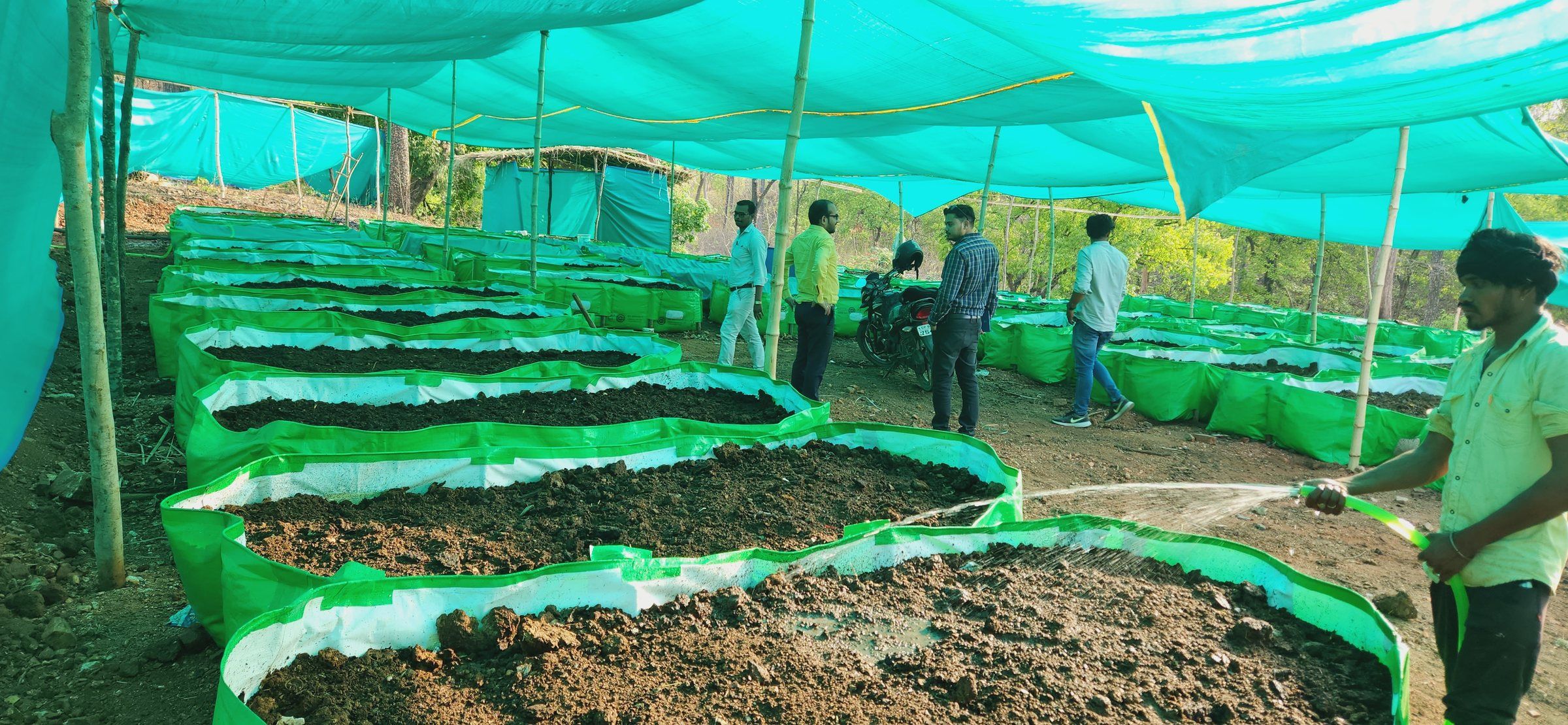 Seedling beds under green shade nets