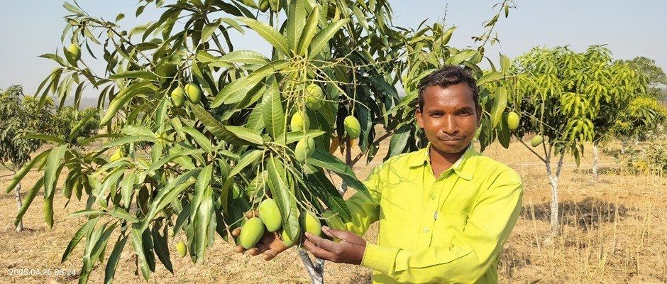 Devshah Gond in his mango orchard